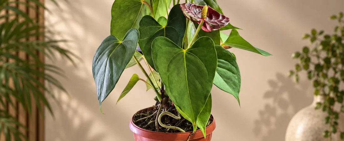 Anthurium